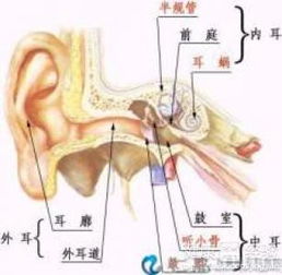 耳朵聋了怎么组词