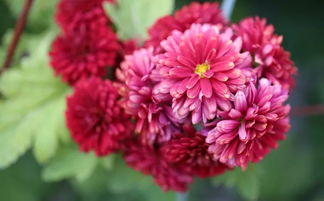 赏菊花怎么组词 赏菊花怎么组词