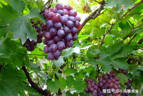 小度葡萄怎么组词 小度葡萄怎么组词