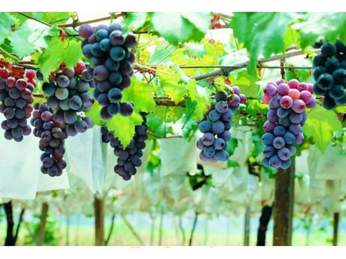 小度葡萄怎么组词 小度葡萄怎么组词