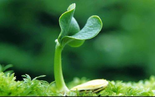 南面北面怎么组词