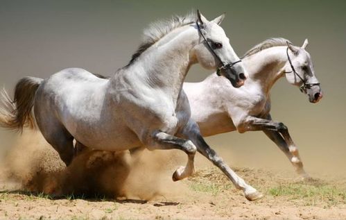 马怎么组词 马怎么组词