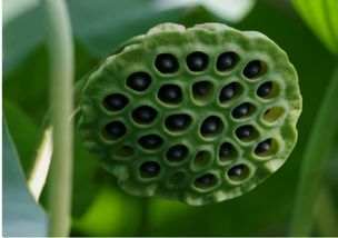 蓬能怎么组词语