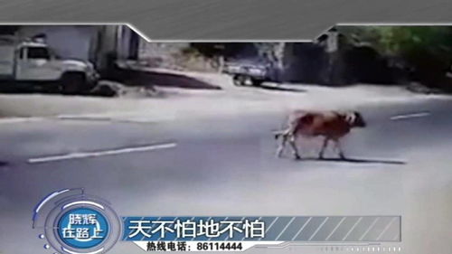 扭头就走的牛怎么组词