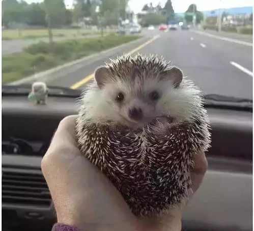 用刺猬的猬怎么组词