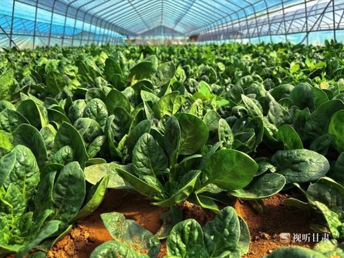 大棚蔬菜的棚组词怎么写