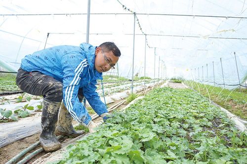 大棚蔬菜的棚组词怎么写