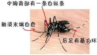 蚊子纹怎么组词 蚊子纹怎么组词