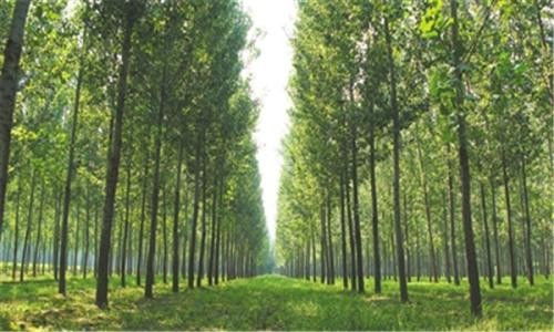 怎么给植组词