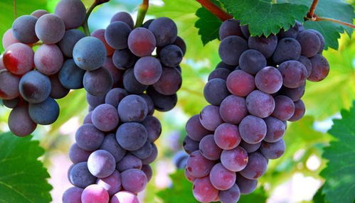 葡萄的汤可以怎么组词