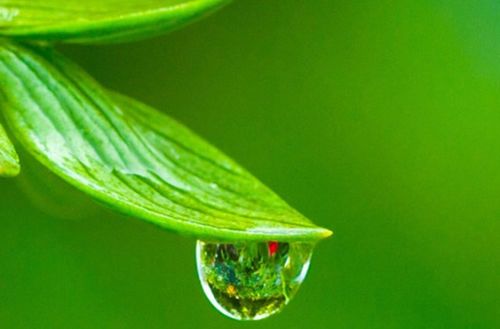 露珠的露怎么组词和拼音