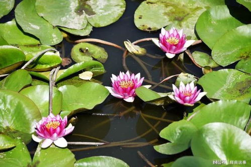 莲叶和田田的莲怎么组词