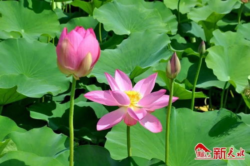 莲叶和田田的莲怎么组词