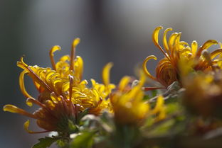 菊组词有哪些 菊组词有哪些