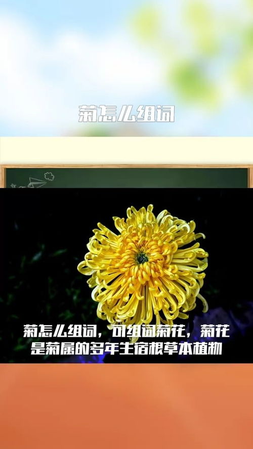 菊组词有哪些 菊组词有哪些