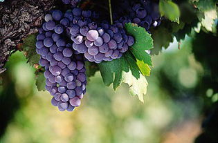 请播放葡萄的萄怎么组词