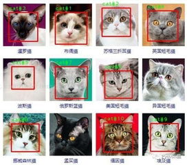 喵喵的样子怎么组词