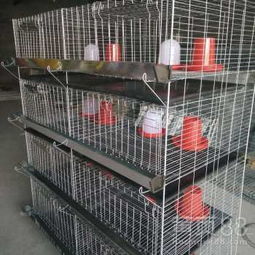 笼鸡笼的笼怎么组词