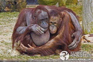 星星猩猩怎么组词