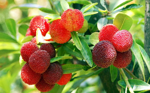 杨梅的梅可以怎么组词