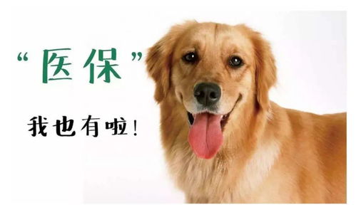 狗怎么怎么组词 狗怎么怎么组词