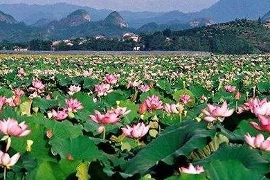 莲组词是什么 莲组词是什么