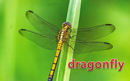 我蜻蜓的蜓怎么组词