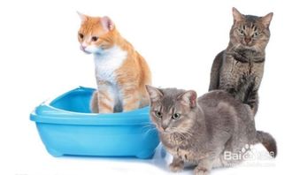 猫怎么组词毛毛毛毛 猫怎么组词毛毛毛毛