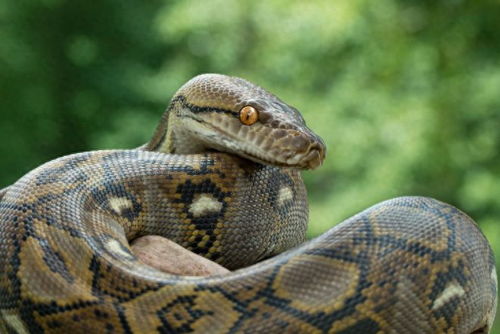 蟒蛇的时候怎么组词