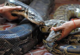 蟒蛇的时候怎么组词