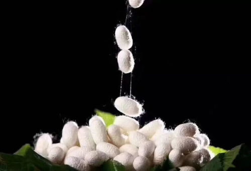 蚕怎么组词蚕丝的蚕 蚕怎么组词蚕丝的蚕