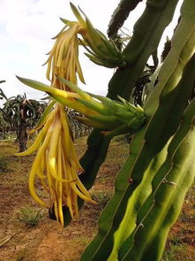 火龙果园怎么组词