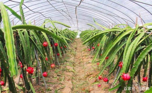 火龙果园怎么组词