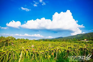 火龙果园怎么组词