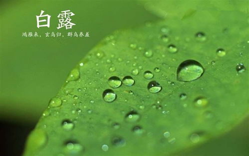 白露的露可以怎么组词
