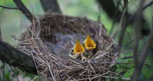 鸟窝的窝窝怎么组词 鸟窝的窝窝怎么组词