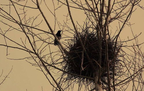 鸟窝的窝窝怎么组词 鸟窝的窝窝怎么组词