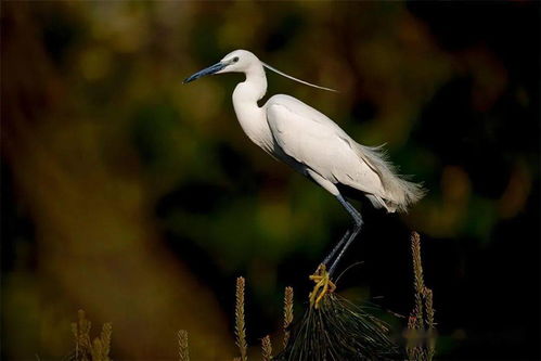 绿怎么组词白鹭的鹭