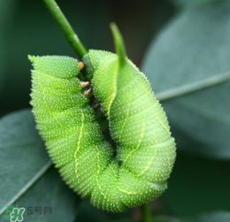 豆虫的豆怎么组词