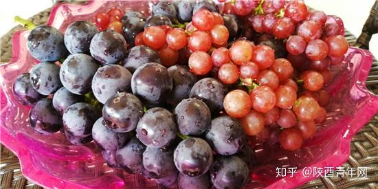 嗯葡萄的葡怎么组词