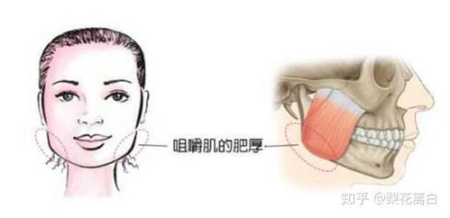 你的鼻子怎么组词 你的鼻子怎么组词