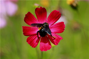 一个花怎么组词呀