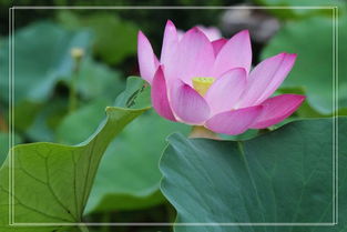 莲花的怎么组词