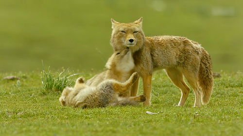 狼毒狼毒狼怎么组词