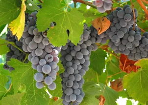 小度葡萄的萄怎么组词 小度葡萄的萄怎么组词