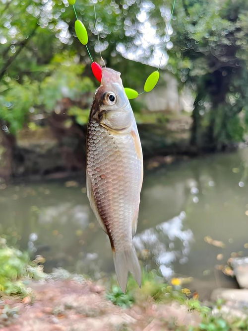 等鱼鱼鱼怎么组词