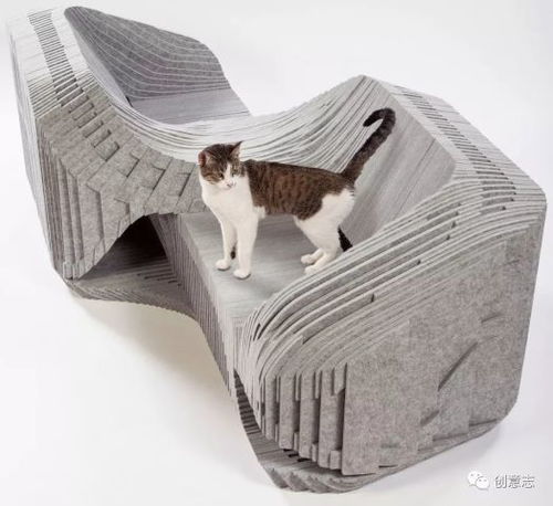 猫屋的猫猫怎么组词