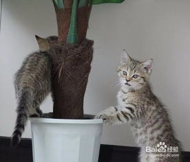 猫屋的猫猫怎么组词