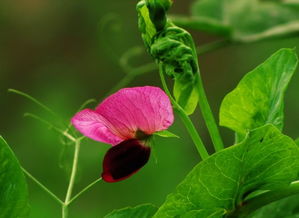 春天的花怎么组词