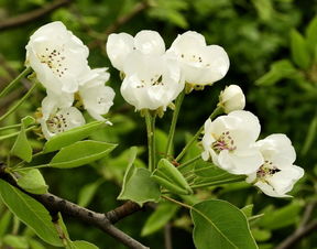 春天的花怎么组词